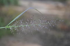 Eragrostis tenuifolia